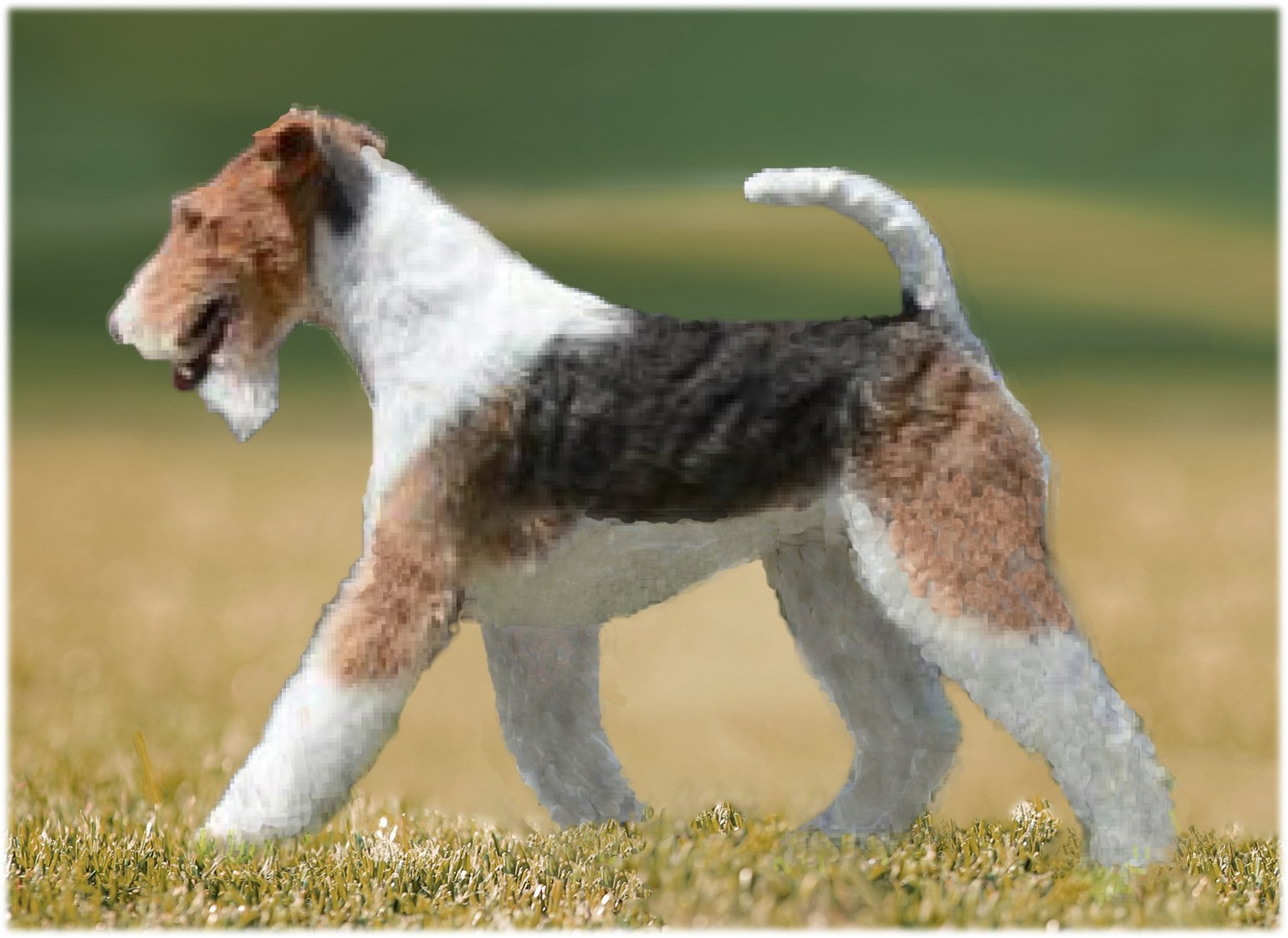 Dog seeking in the ground